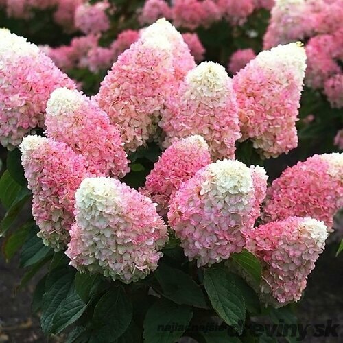 Hortenzia metlinatá Pink and Rose  výška 20/40 cm , v črepníku 3l  Hydrangea paniculata