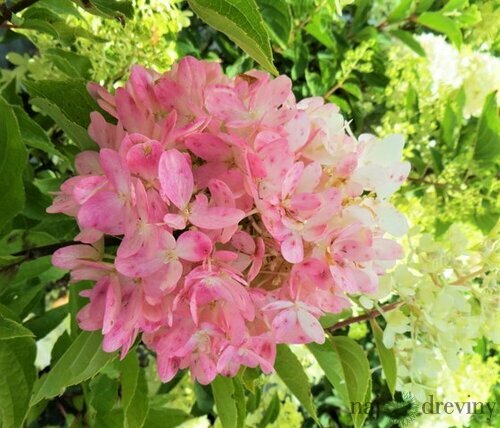 Hortenzia metlinatá Pink Lady 20/40 cm, v črepníku Hydrangea paniculata Pink Lady