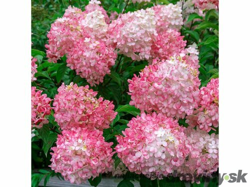 Hortenzia metlinatá Pink Lady,výška 20/30 cm, v črepníku Hydrangea paniculata Pink Lady