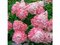 Hortenzia metlinatá Pink Lady,výška 20/30 cm, v črepníku Hydrangea paniculata Pink Lady