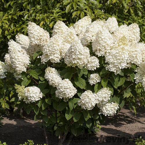 Hortenzia metlinatá Silver Dollar 15/20 cm v črepníku P9 Hydrangea paniculata Silver Dollar