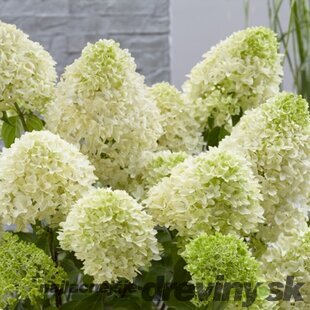 Hortenzia metlinatá Skyfall ‘Frenne‘ PBR, výška 35/+ cm, v črepníku 5l Hydrangea paniculata Skyfall
