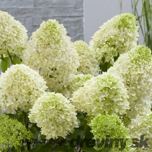 Hortenzia metlinatá Skyfall,výška 20/30 cm, v črepníku Hydrangea paniculata Skyfall
