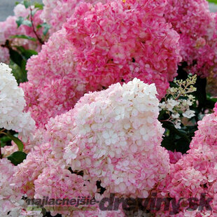 Hortenzia metlinatá SUNDAE FRAISE ‘Rensun‘ PBR, výška 50/+ cm, v črepníku 5l Hydrangea paniculata SUNDAE FRAISE Rensun