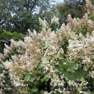 Hortenzia metlinatá Tardiva 20/40 cm, v črepníku Hydrangea paniculata Tardiva