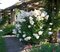 Hortenzia metlinatá Unique 20/40 cm, v črepníku Hydrangea paniculata Unique