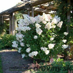 Hortenzia metlinatá Unique 20/40 cm, v črepníku Hydrangea paniculata Unique