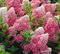 Hortenzia metlinatá VANILLE-FRAISE 30/50 cm, v črepníku Hydrangea paniculata VANILLE-FRAISE PBR