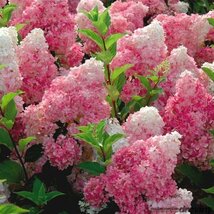 Hortenzia metlinatá VANILLE-FRAISE 30/50 cm, v črepníku Hydrangea paniculata VANILLE-FRAISE Renhy PBR