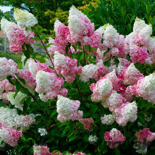 Hortenzia metlinatá ´VANILLE FRAISE®´, výška 80/100 cm, v črepníku 10l Hydrangea Paniculata Vanille Fraise