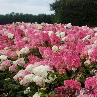Hortenzia metlinatá VANILLE-FRAISE ‘Renhy‘ PBR, výška 40/+ cm, v črepníku 5l Hydrangea paniculata VANILLE-FRAISE PBR