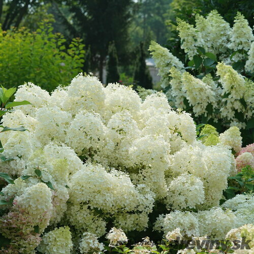 Hortenzia metlinatá White Light výška 40/60 cm , v črepníku 3l Hydrangea paniculata