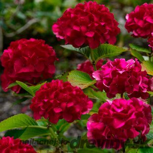 Hortenzia metlinatá Wim‘s Red 25/35 cm, v črepníku 2l Hydrangea paniculata Wim‘s Red