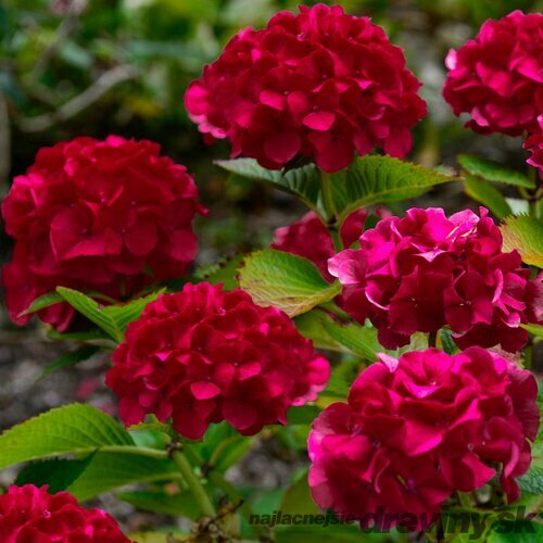Hortenzia metlinatá Wim‘s Red 25/35 cm, v črepníku 2l Hydrangea paniculata Wim‘s Red