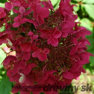 Hortenzia metlinatá Wims Red, 50/60 cm, v črepníku Hydrangea paniculata Wims Red