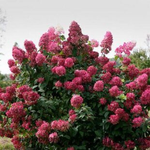 Hortenzia metlinatá Wims Red PBR 15/20 cm , v črepníku P9 Hydrangea paniculata Wims Red
