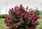 Hortenzia metlinatá Wims Red PBR, v črepníku P9 Hydrangea paniculata Wims Red