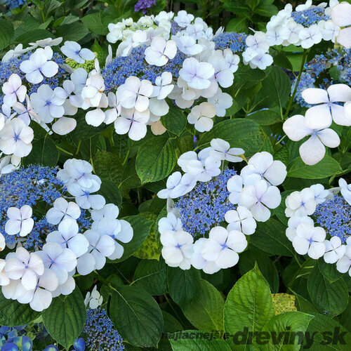 Hortenzia pílovitá White on White  výška 20/40   cm , v črepníku 3l  Hydrangea serrata