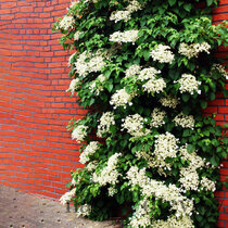 Hortenzia popínavá - biela, v črepníku Hydrangea petiolaris