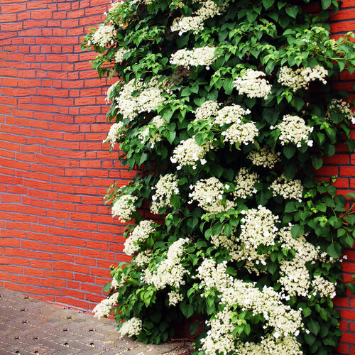 Hortenzia popínavá - biela, výška 40/60 cm, v črepníku Hydrangea petiolaris