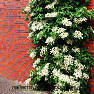 Hortenzia popínavá - biela, výška 40/60 cm, v črepníku Hydrangea petiolaris