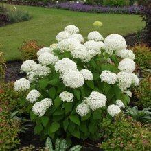 Hortenzia stromčeková Annabelle, výška 30/40 cm, v črepníku Hydrangea arborescens Annabelle