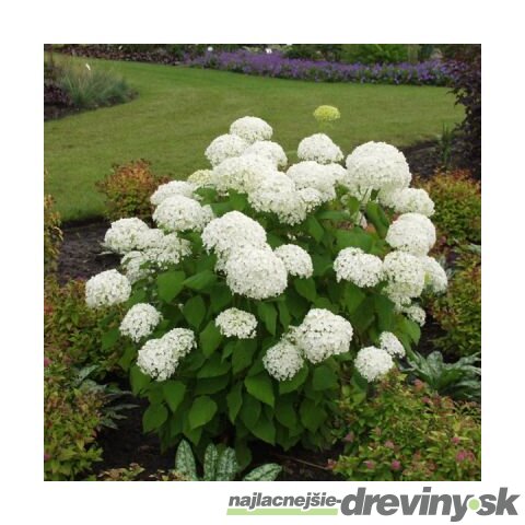 Hortenzia stromčeková Annabelle, výška 40/+ cm, v črepníku 5l Hydrangea arborescens Annabelle