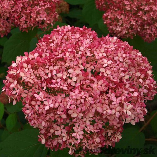 Hortenzia stromčeková PINK ANNABELLE ‘NCHA2‘, výška 40/+ cm, v črepníku 5l Hydrangea arborescens PINK ANNABELLE ‘NCHA2‘