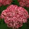 Hortenzia stromčeková PINK ANNABELLE ‘NCHA2‘, výška 40/+ cm, v črepníku 5l Hydrangea arborescens PINK ANNABELLE ‘NCHA2‘