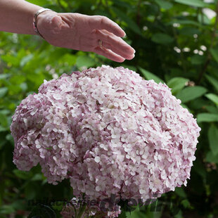 Hortenzia stromčeková SWEET ANNABELLE ‘NCHA4‘, výška 40/+ cm, v črepníku 5l Hydrangea arborescens SWEET ANNABELLE ‘NCHA4‘