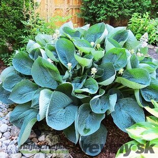 Hosta ‘Abiqua Drinking Gourd‘ 20/30 cm v črepníku 3l Hosta ‘Abiqua Drinking Gourd‘