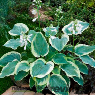 Hosta ‘American Halo‘ 20/30 cm v črepníku 3l Hosta ‘American Halo‘