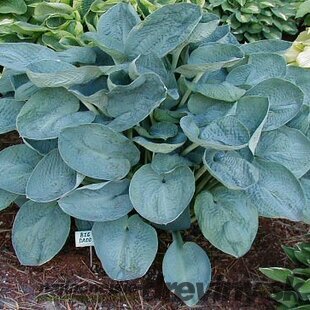 Hosta Big Daddy, v črepníku Hosta Big Daddy