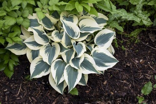 Hosta ‘Blue Ivory‘ 20/30 cm v črepníku 3l Hosta ‘Blue Ivory‘