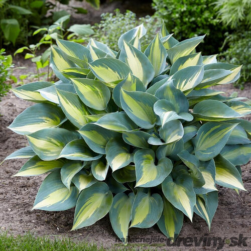Hosta Catherine 20/30 cm v črepníku 3l Hosta ‘Catherine‘