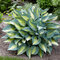 Hosta Catherine 20/30 cm v črepníku 3l Hosta ‘Catherine‘