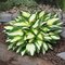 Hosta ‘Color Festival‘,20/30 cm v črepníku 3l Hosta ‘Color Festival‘