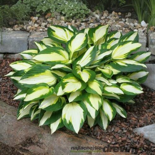 Hosta ‘Color Festival‘, v črepníku 10l Hosta ‘Color Festival‘