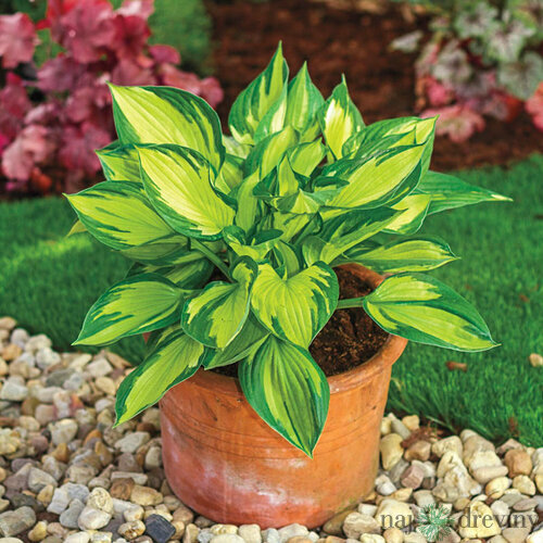 Hosta ‘Colored Hulk‘, v črepníku 3l Hosta ‘Colored Hulk‘