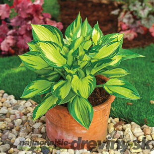 Hosta ‘Colored Hulk‘, v črepníku 3l Hosta ‘Colored Hulk‘