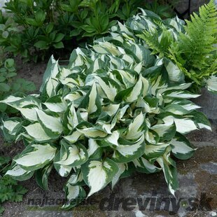 Hosta Fire and Ice 20/30 cm v črepníku 3l Hosta ‘Fire and Ice‘