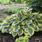 Hosta First Frost, v črepníku Hosta First Frost