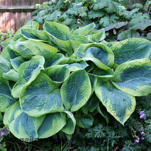 Hosta Frances Williams, v črepníku Hosta sieboldiana ‘Frances Williams‘