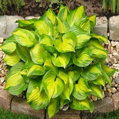 Hosta ‘Lakeside Banan Bay‘, v črepníku 10l Hosta ‘Lakeside Banan Bay‘