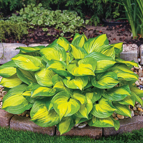 Hosta ‘Lakeside Banan Bay‘, v črepníku 3l Hosta ‘Lakeside Banan Bay‘