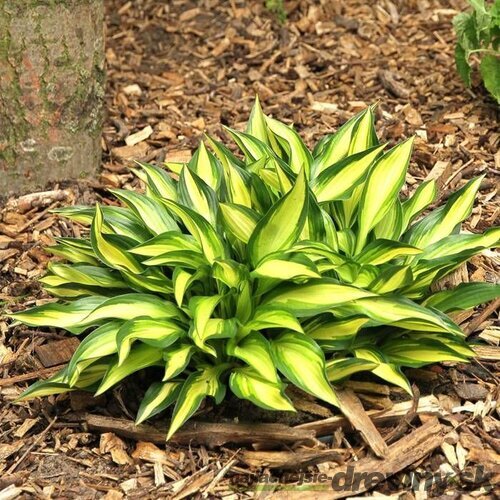 Hosta ‘Lakeside Little Tuft‘ 20/30 cm v črepníku 3l Hosta ‘Lakeside Little Tuft‘