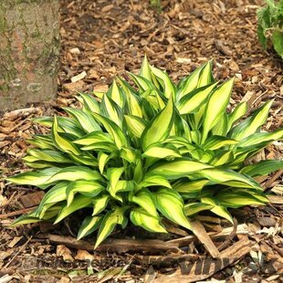 Hosta ‘Lakeside Little Tuft‘ 20/30 cm v črepníku 3l Hosta ‘Lakeside Little Tuft‘