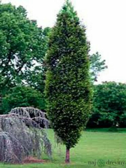 Hrab Fastigiata (stĺpovitý) 100/120 cm, v črepníku Carpinus Betulus Fastigiata