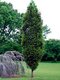 Hrab Fastigiata (stĺpovitý) 140/160 cm, v črepníku Carpinus Betulus Fastigiata
