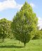 Hrab obyčajný, 125/150 cm, v črepníku Carpinus betulus